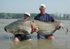 Bigcatfish.jpg