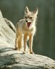 Desert_fox_with_mouth_open.jpg