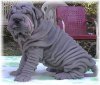 shar peis dogs.jpeg